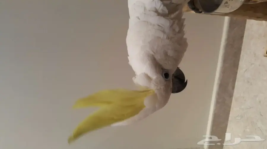 للبيع ببغاء توكاتو سلفر كرست سوبر جامبو (image 3)