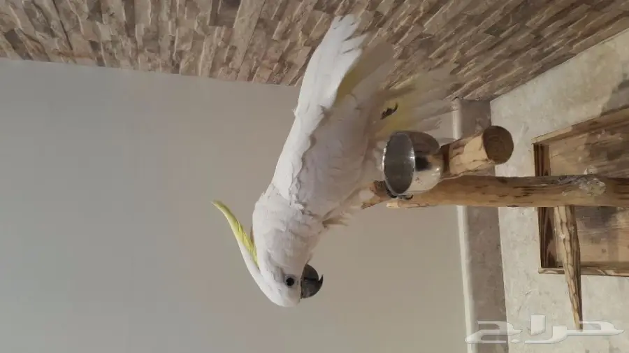 للبيع ببغاء توكاتو سلفر كرست سوبر جامبو (image 4)