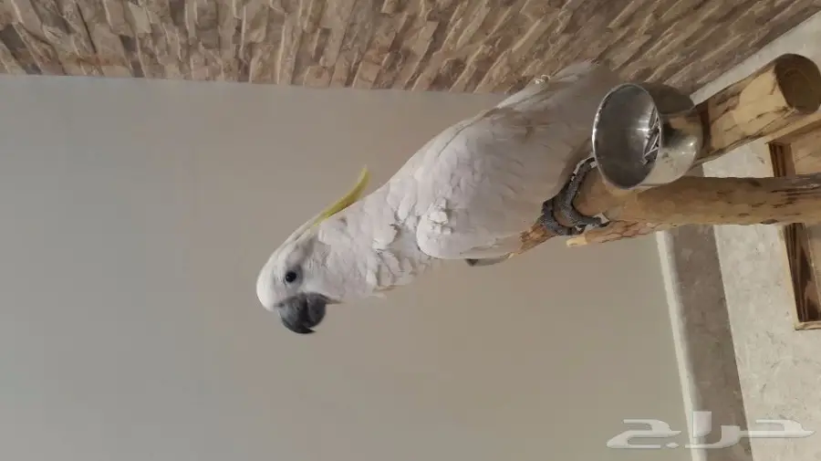 للبيع ببغاء توكاتو سلفر كرست سوبر جامبو (image 6)