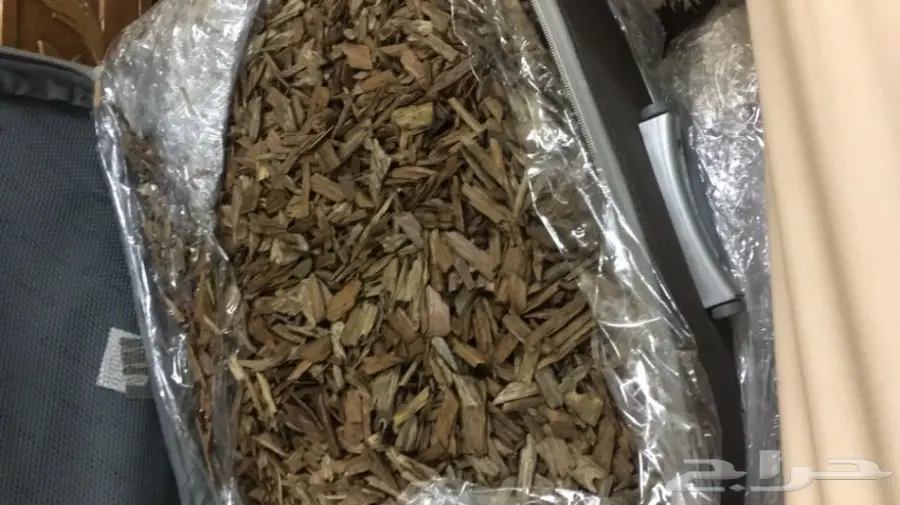 دقة عود كلمنتان طبيعية تصلح لعمل المعمول والم