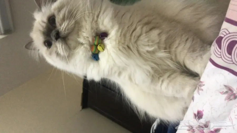 للبيع قطه هملايا انثى  (image 1)