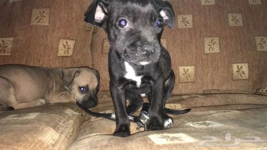 انثى بتبول للبيع العمر شهرين (image 1)