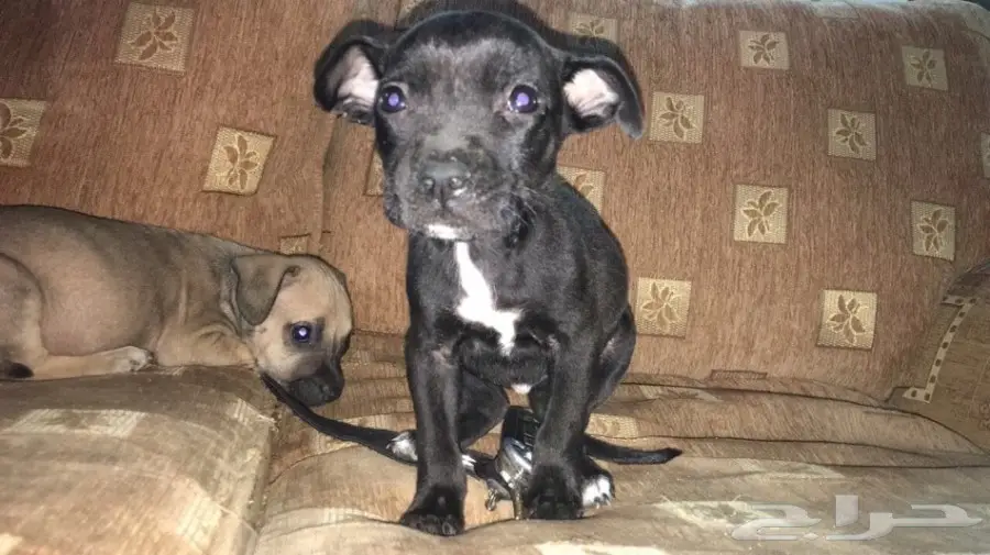 انثى بتبول للبيع العمر شهرين (image 2)