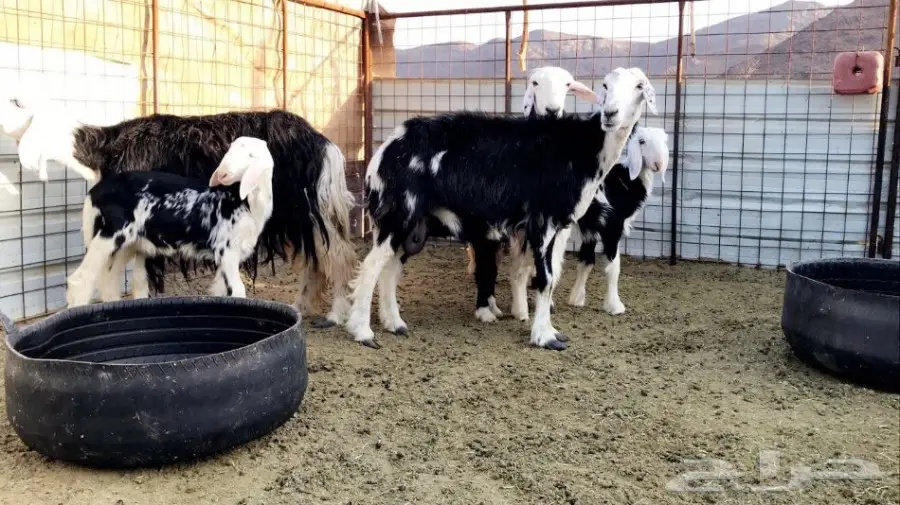 نجد ولد جرم وصحة  (image 1)