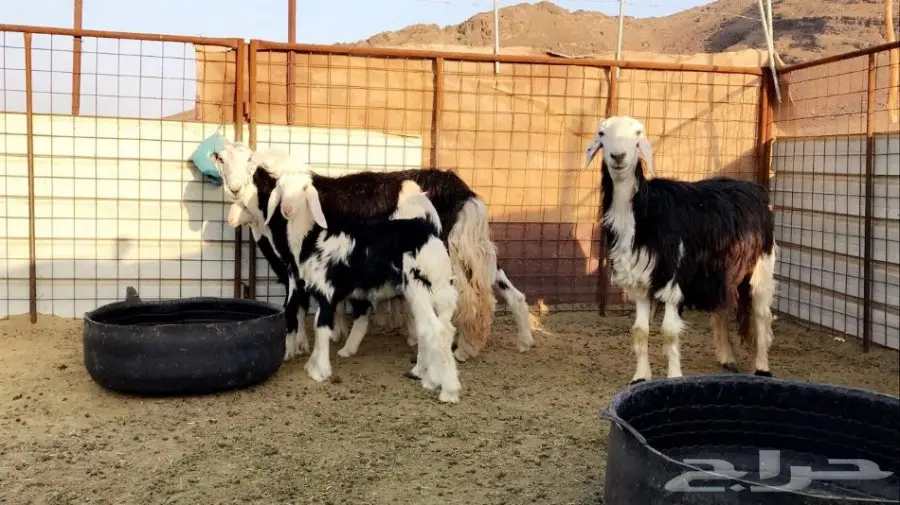 نجد ولد جرم وصحة  (image 2)