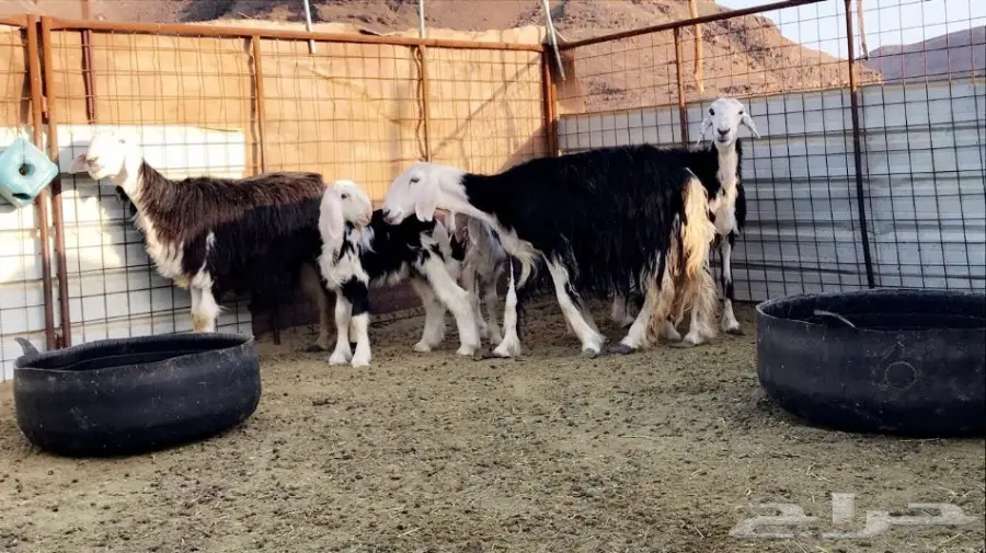 نجد ولد جرم وصحة  (image 3)