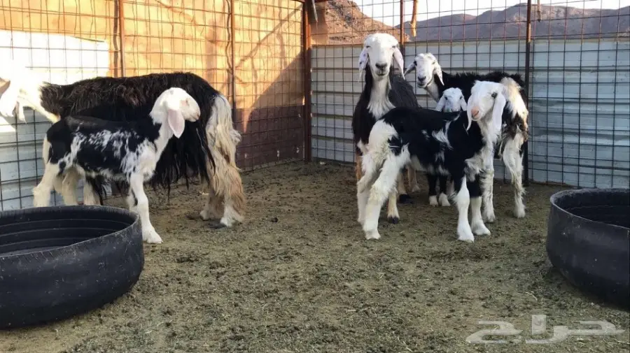 نجد ولد جرم وصحة  (image 4)