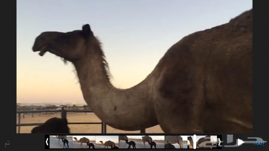 خلفه مجهم هداوه وحليب 