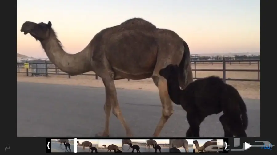 خلفه مجهم هداوه وحليب  (image 1)