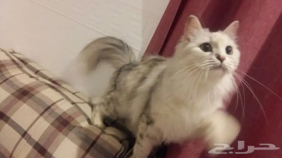 قطه شيرازي العمر 7 شهور حامل للبيع مستعجل 