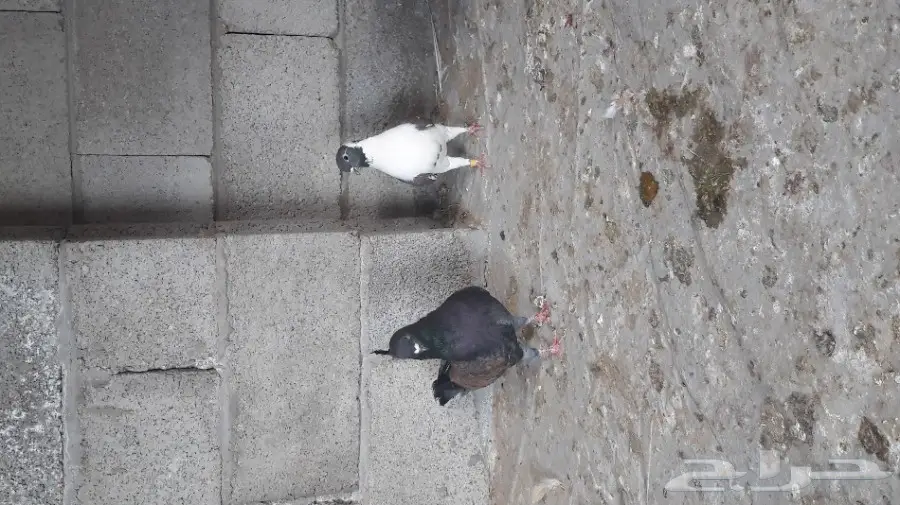 زوج كنق للبيع 