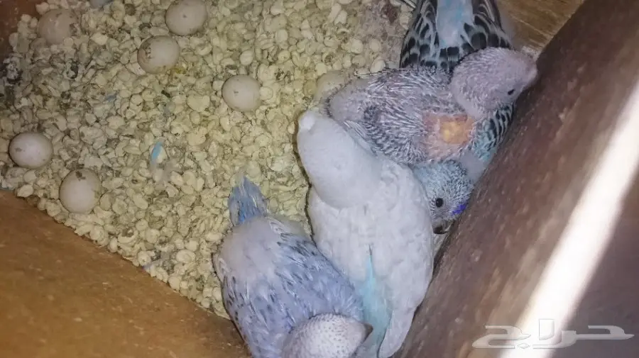 جوز بادجي مع فروخ  (image 1)