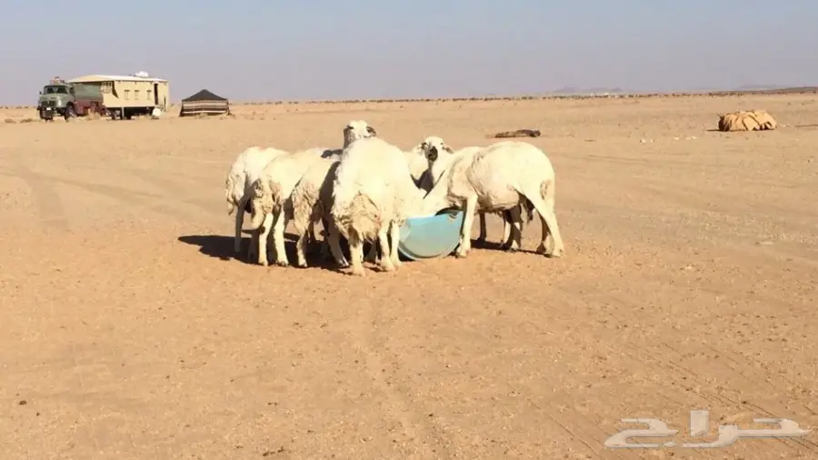 غنم للبيع  (image 2)