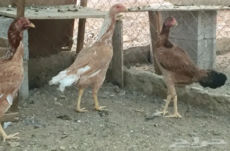 دجاج باكستاني  (image 10)