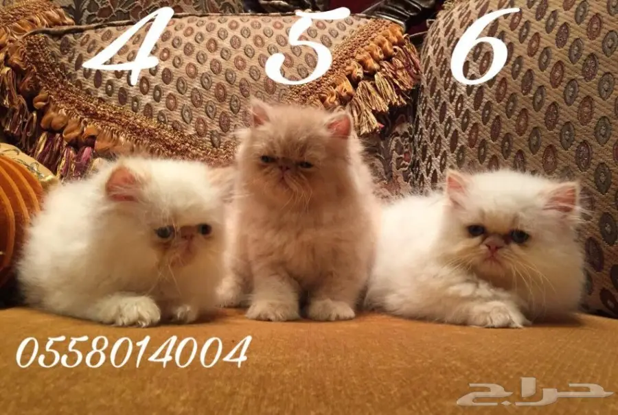 قطط بكي درجة اول توب كولتي من آب مسجل ب CFA  (image 1)