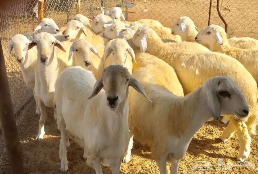 (ماشاء الله)طليان حريه للزواجات (image 2)