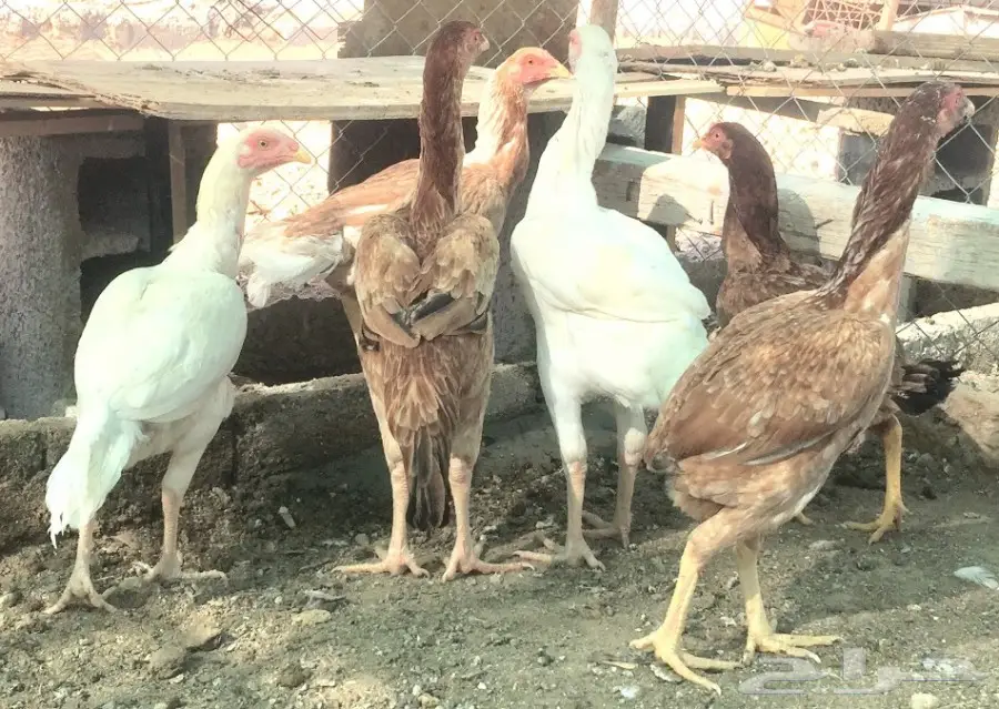 دجاج باكستاني  (image 11)