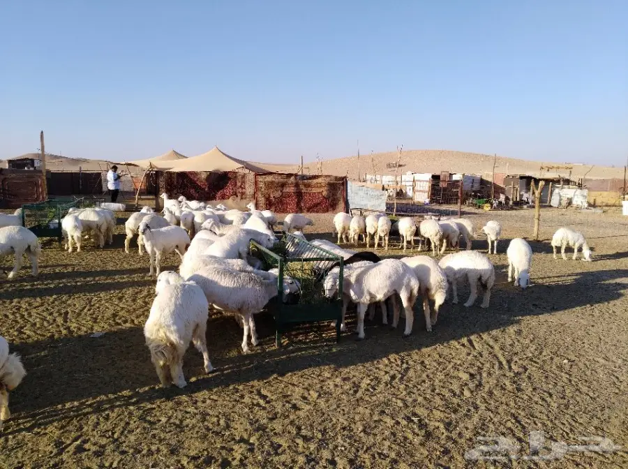 رخال حري فرش الفحل أعمار من 10اشهر وفوق  (image 1)