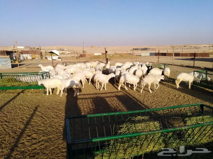 رخال حري فرش الفحل أعمار من 10اشهر وفوق  (image 5)