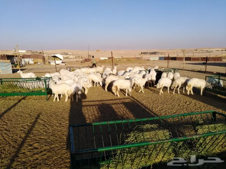 رخال حري فرش الفحل أعمار من 10اشهر وفوق  (image 7)