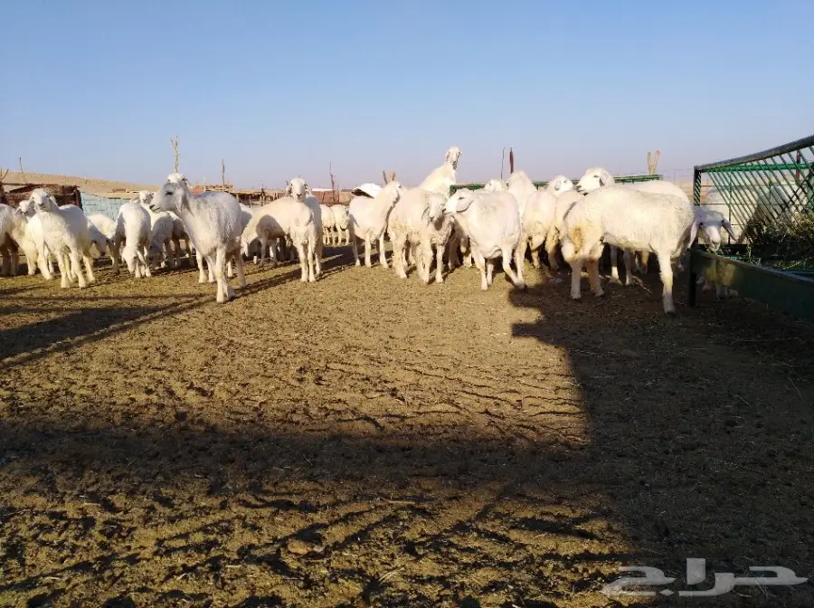 رخال حري فرش الفحل أعمار من 10اشهر وفوق  (image 8)