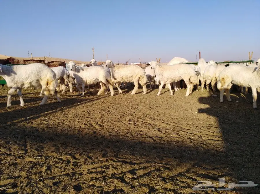 رخال حري فرش الفحل أعمار من 10اشهر وفوق  (image 11)