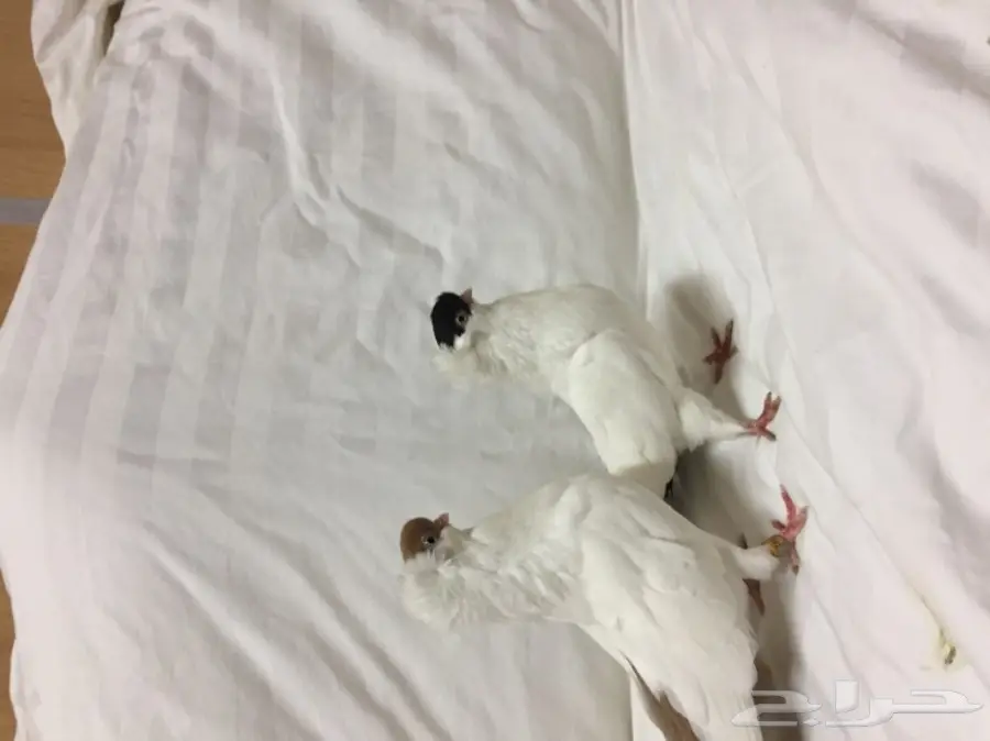 للبيع زوج هلمت 