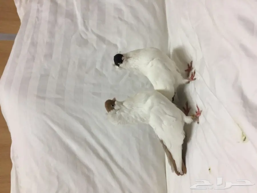 للبيع زوج هلمت  (image 1)