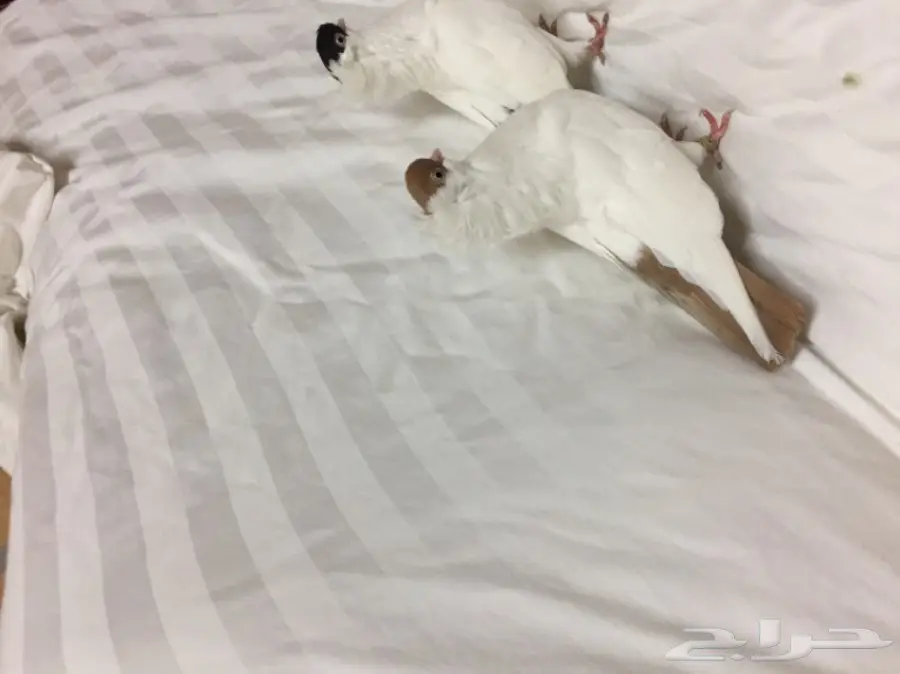 للبيع زوج هلمت  (image 2)