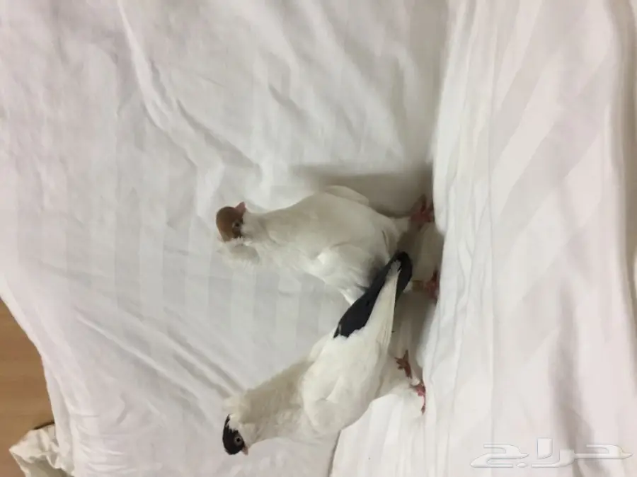 للبيع زوج هلمت  (image 3)