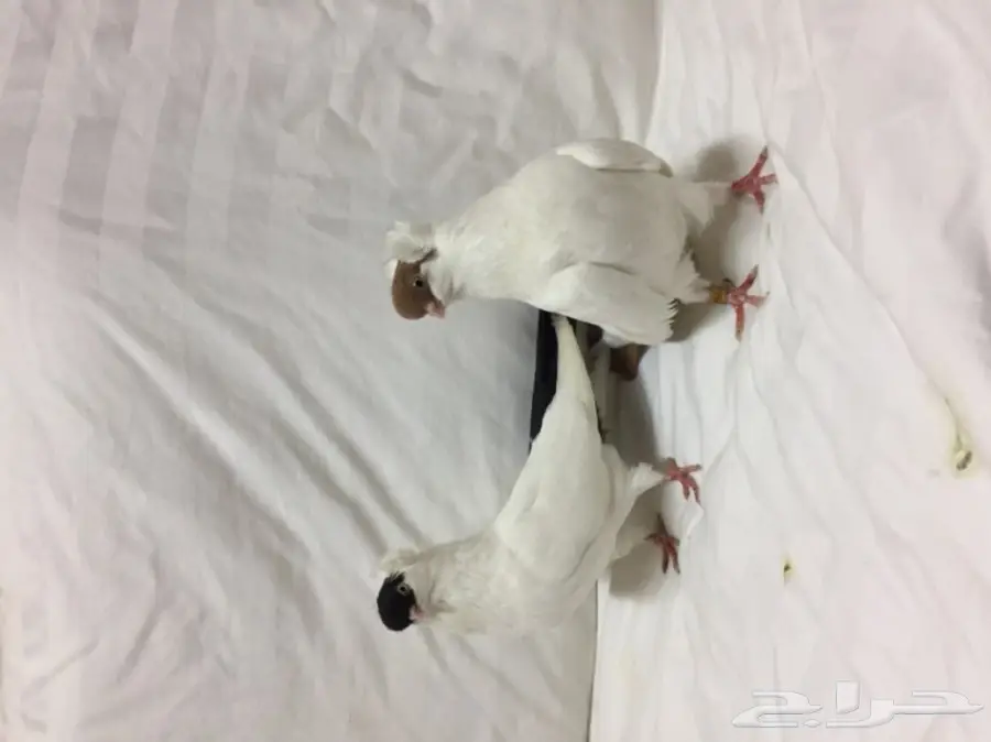 للبيع زوج هلمت  (image 4)