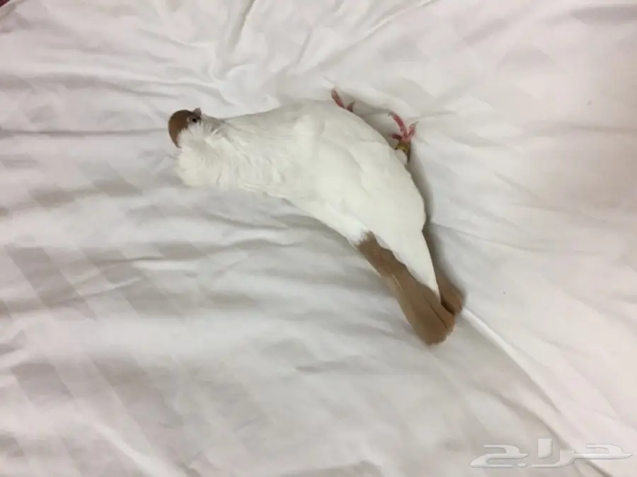 للبيع زوج هلمت  (image 5)