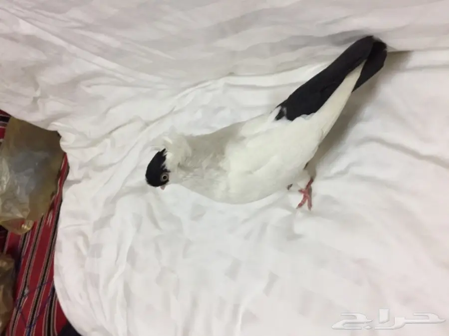 للبيع زوج هلمت  (image 6)