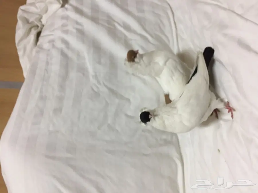 للبيع زوج هلمت  (image 7)