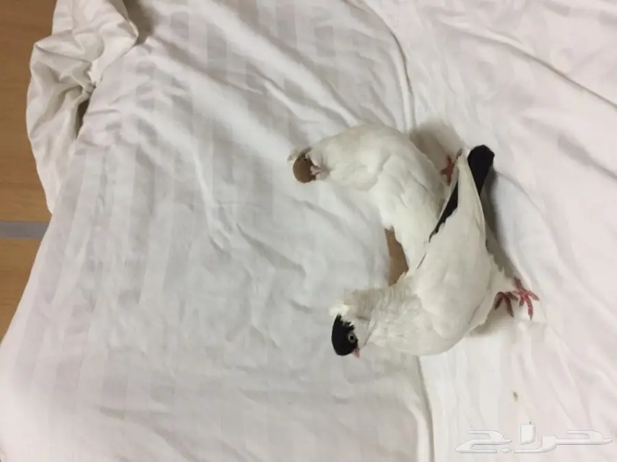 للبيع زوج هلمت  (image 8)