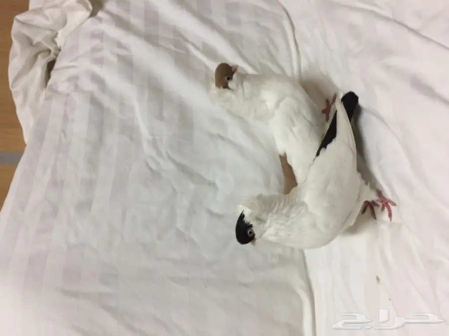 للبيع زوج هلمت  (image 9)