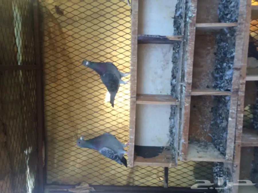 حمام للبيع (image 1)