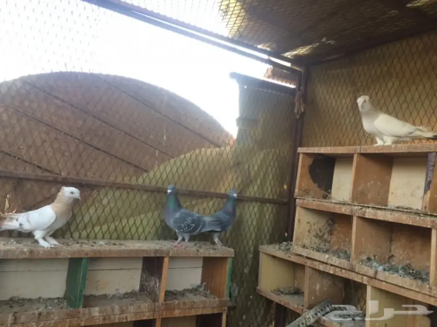 حمام للبيع (image 2)