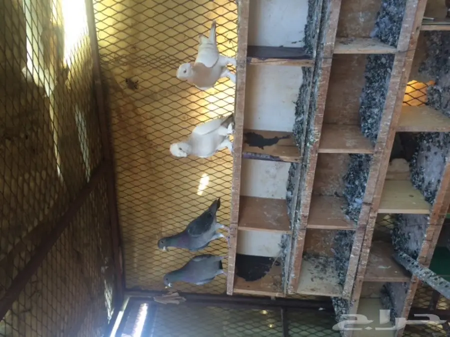 حمام للبيع (image 3)