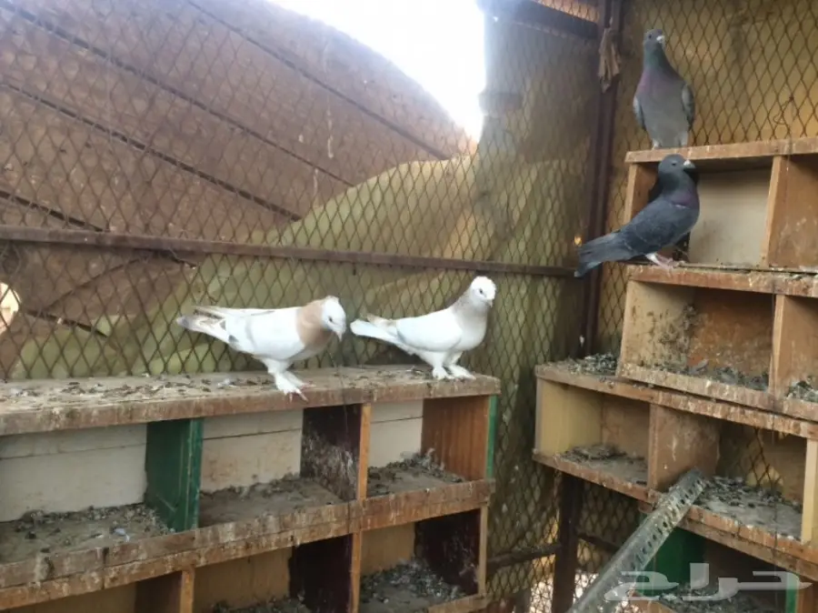 حمام للبيع (image 4)