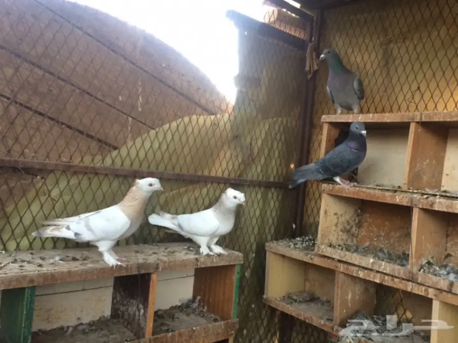 حمام للبيع (image 5)