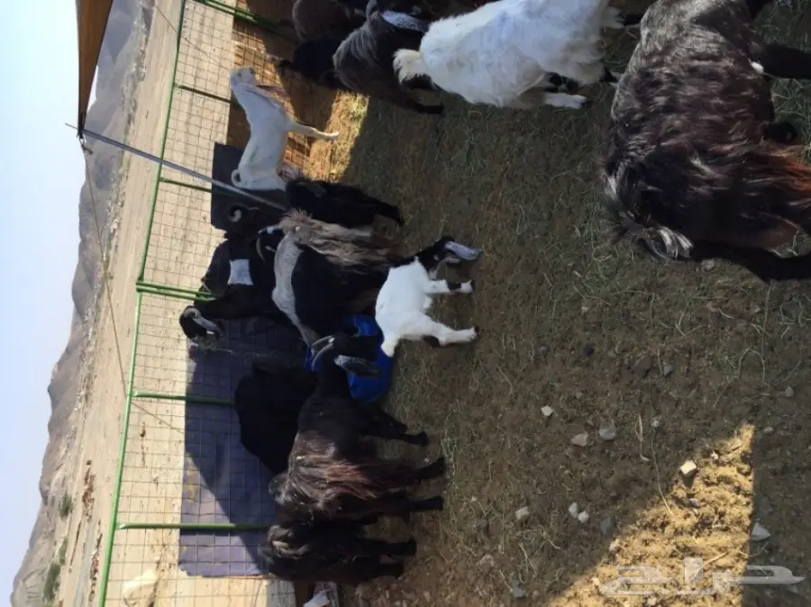 معزا منوة القناي