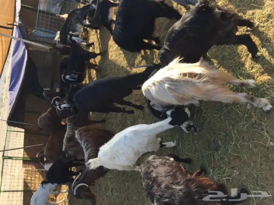 معزا منوة القناي (image 1)