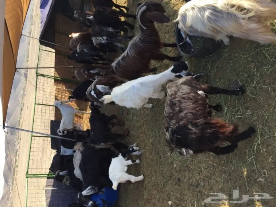 معزا منوة القناي (image 3)