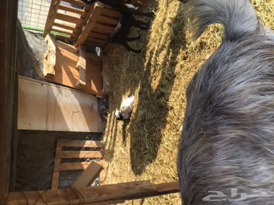 معزا منوة القناي (image 4)