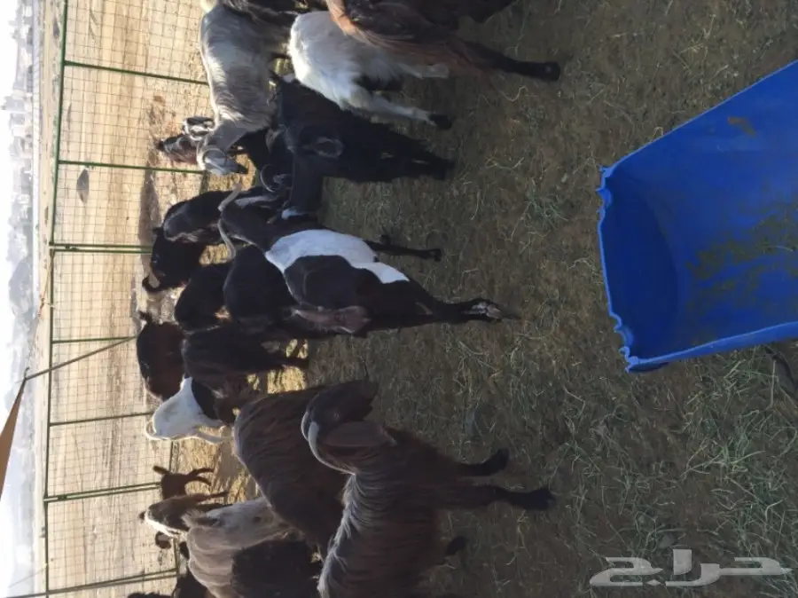 معزا منوة القناي (image 6)