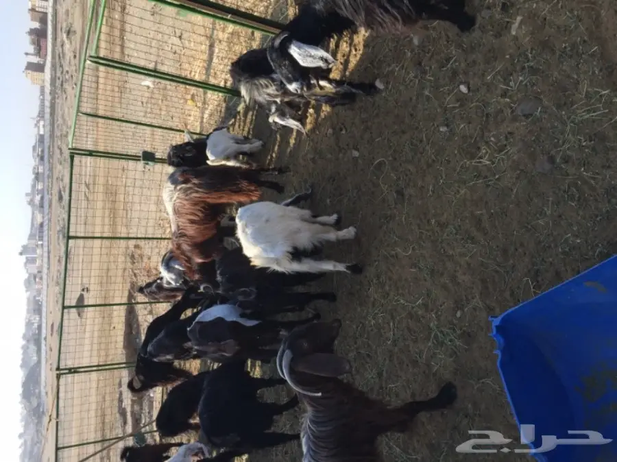 معزا منوة القناي (image 7)