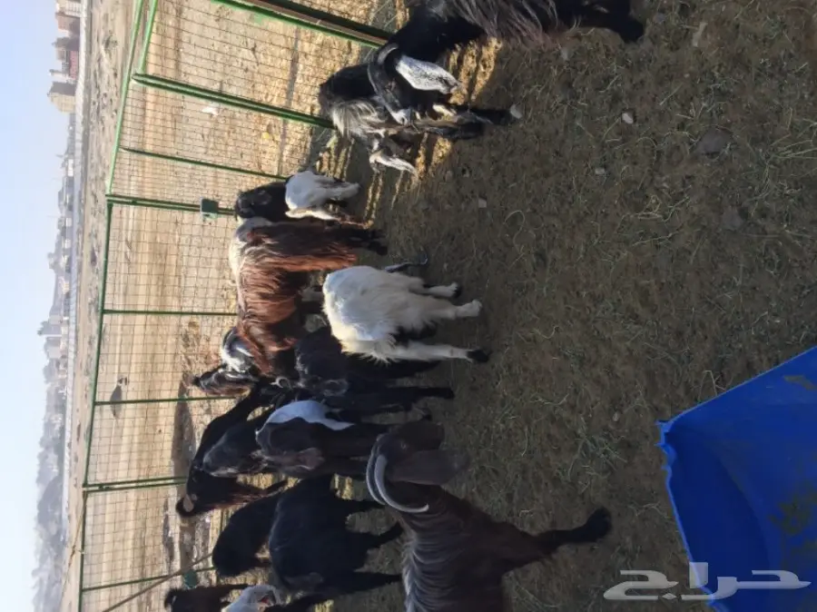 معزا منوة القناي (image 8)