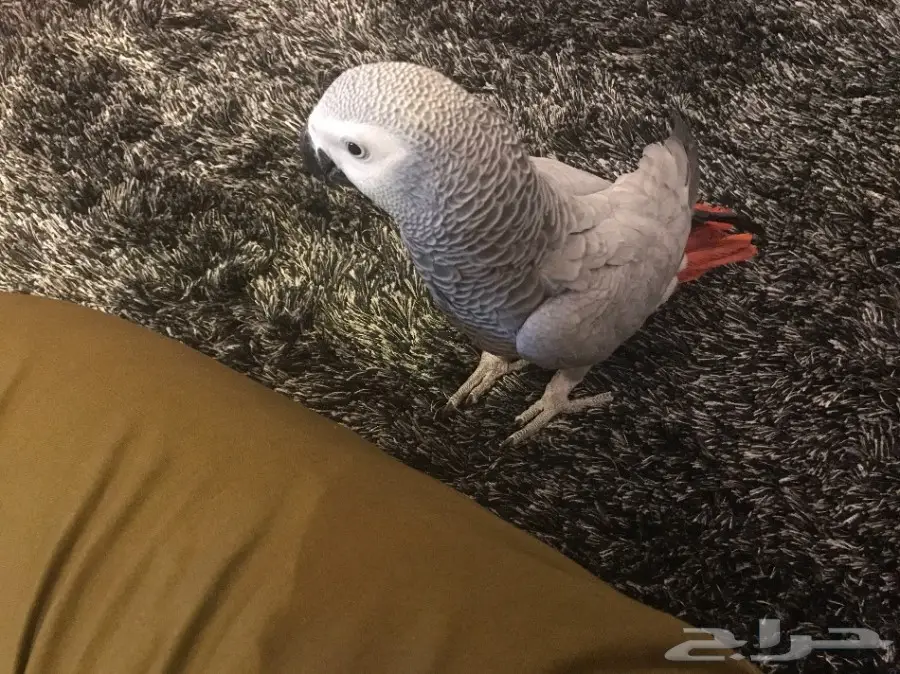 طير كاسكو هولندي