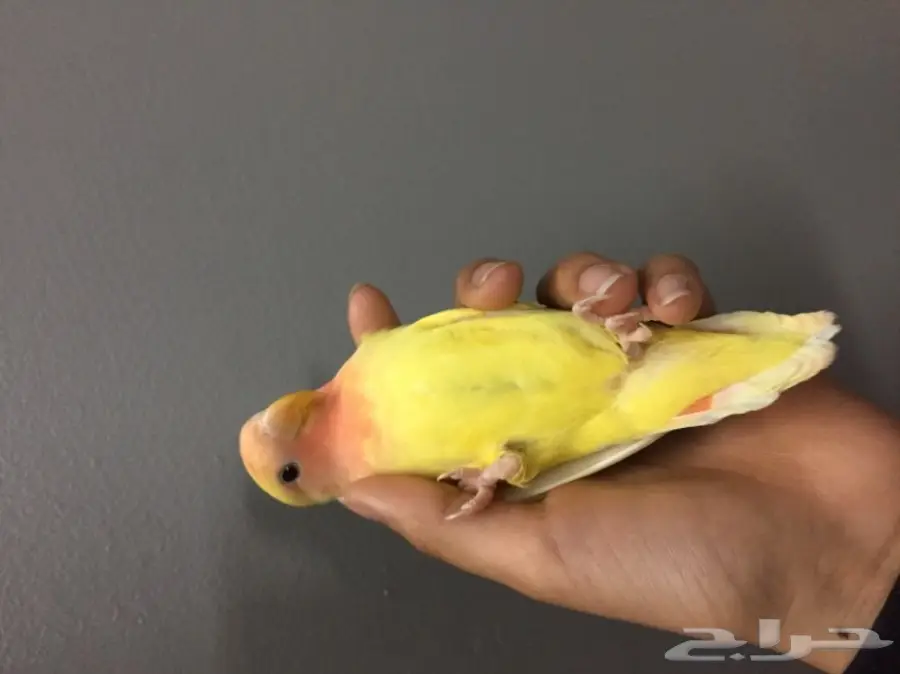 للبيع روز  (image 1)